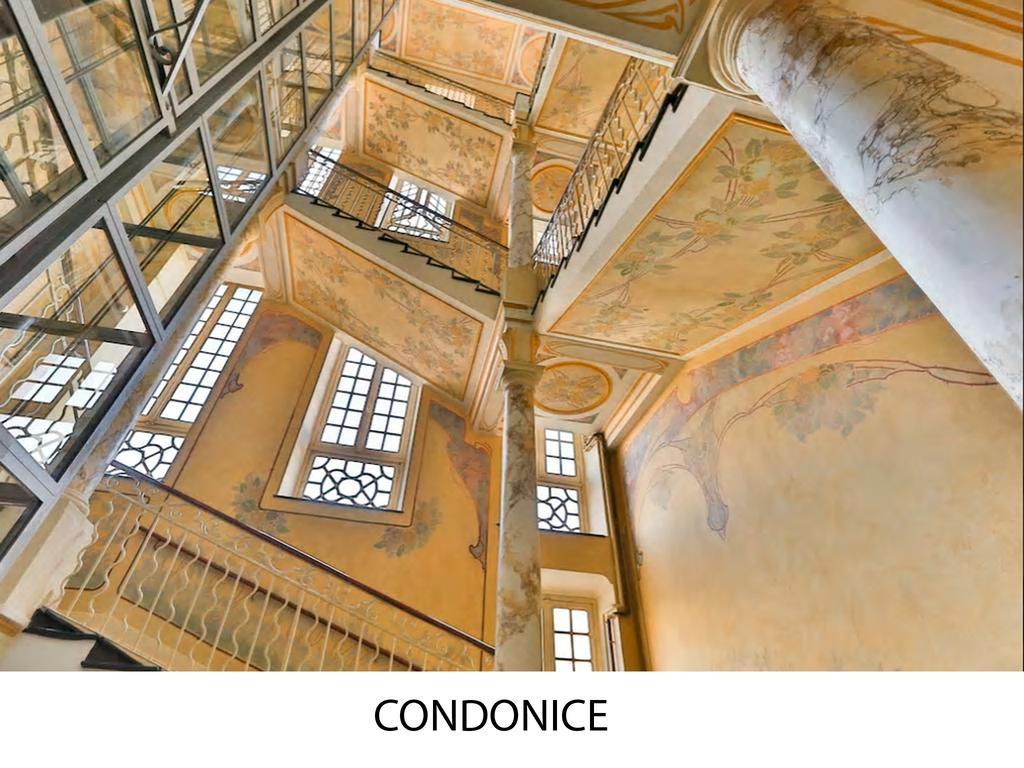 Condoنيس المظهر الخارجي الصورة